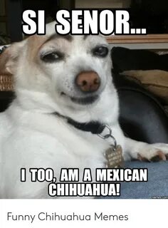 SI SENOR O TOO AM a MEXICAN CHIHUAHUA! Memascom Funny Chihua