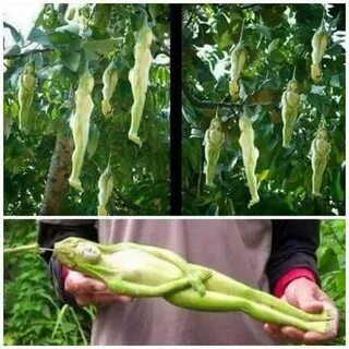 Photos: Flower shaped woman. It blooms once every 20 years. 