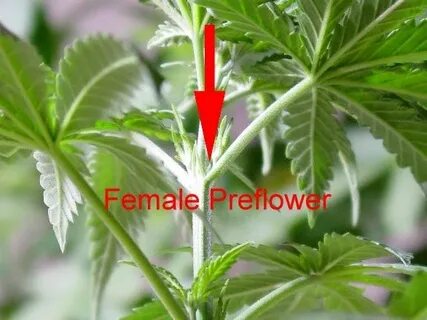 The Ultimate Guide To Week 2 Flowering Buy Marijuana Seeds H