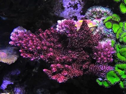 Red Planet Acropora Saltwater aquarium fish, Acropora coral,