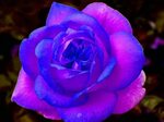 ƸӜƷ *✿ Beautiful ✿* ƸӜƷ Beautiful rose flowers, Purple roses