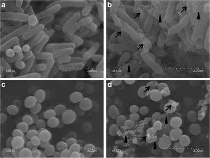 The morphology of Escherichia coli ATCC 25922 and Staphyloco