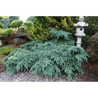 Prostrate Beauty Cedar for Miniature Garden Cedrus deodara F