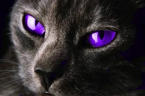 Purple-eyed Cat by taylehbeastt.deviantart.com on @DeviantAr
