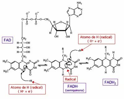 Coenzimas derivados de nucleótidos