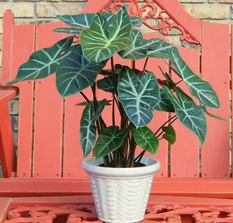 Alocasia ebony