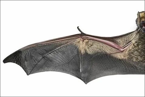 The Bat Wing Bat wings, Bat, Wings