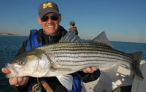 With Striped Bass, We'd Better Pay Attention - Marine Fish C