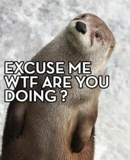 Excuse me Otter Meme Otters funny, Otters, Otters cute