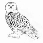 Owl Drawing Snowy Potter Harry Coloring Hedwig Drawings Page