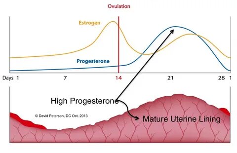 Gallery of progesterone levels twins chart bedowntowndaytona
