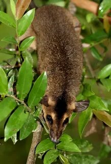 Brown Four-eyed Opossum (Metachirus nudicaudatus) Found in. 