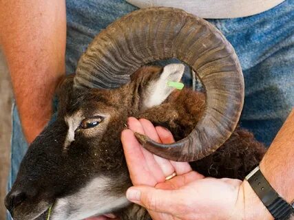 Soay Sheep Horns, Part 2: When to trim or not trim : The Soa