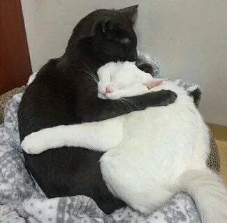File:Two hugging cats.jpg - Wikipedia