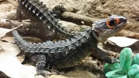 Red-Eyed Crocodile Skink (Roodoog krokodil Skink) Crocodile 