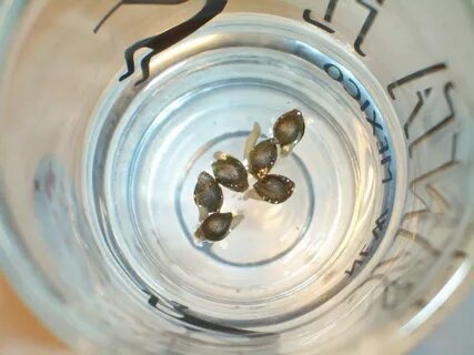 Learn How to Germinate Weed Seeds Properly