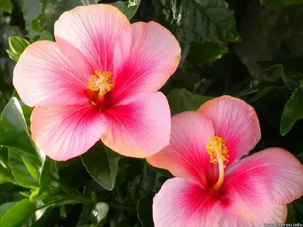 My favorite flowers Hibiscus plant, Flower seeds, Hibiscus