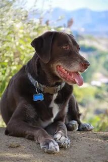 German Pointer Lab Mix Related Keywords & Suggestions - Germ