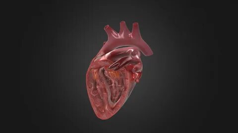Human Heart Cutaway Anatomy - Buy Royalty Free 3D model by B