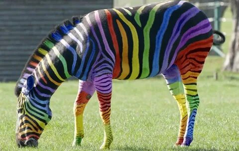 a horse / zebra of a different color Rainbow zebra, Zebra, C