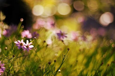 Garden bokeh - картинки