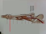 Superior Medial Genicular Artery Related Keywords & Suggesti