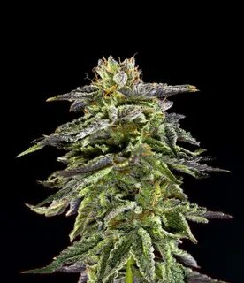 Cherry Pie - Marijuana Clones Cannabis Plants Marijuana Seed