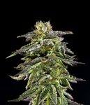 Cherry Pie - Marijuana Clones Cannabis Plants Marijuana Seed
