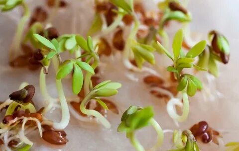 GROWING KIWI BERRIES IN POT - Slick Garden