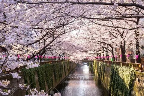 Cherry Blossom Lined Meguro Canal In Tokyo, Japan. Фотографи