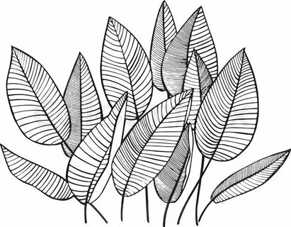 Jungle Leaf Drawing at PaintingValley.com Explore collection