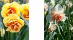 Narciso a fiore doppio - Orto weblog
