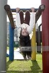 Upside Down On Monkey Bars Photos and Premium High Res Pictu