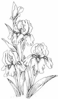 Coloring Page Iris drawing, Flower sketches, Flower drawing