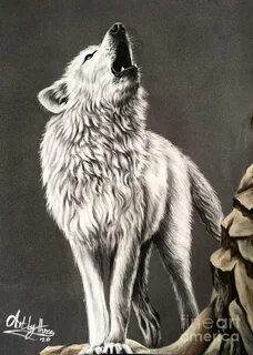 Arctic Wolf Drawing by Art By Three Sarah Rebekah Rachel Whi