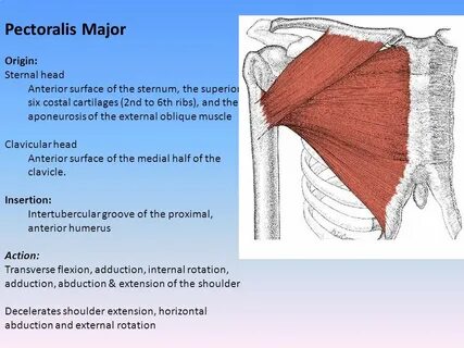 Skeleto-Muscular System & Yoga Poses - ppt video online down