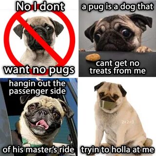 No Pugs... - Imgur