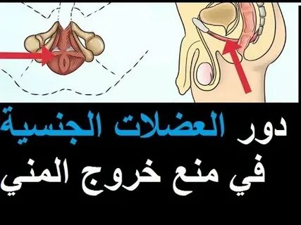 دور العضلات الجنسية في منع خروج السائل المنوي l طول الجماع l