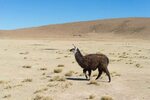 One Single Llama Andean Highland Bolivia Photos - Free & Roy