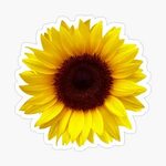 Single Yellow Aesthetic Large Sunflower Sticker by SoTrendy 