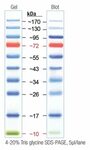 Fisher BioReagents EZ-Run Prestained Rec Protein Ladder, Fis