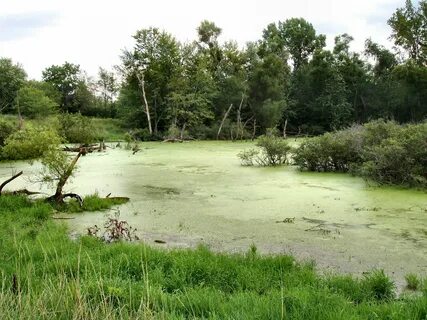 wetland - Wetland management Britannica