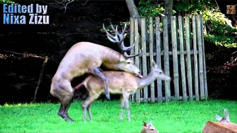 Deers Mating - YouTube