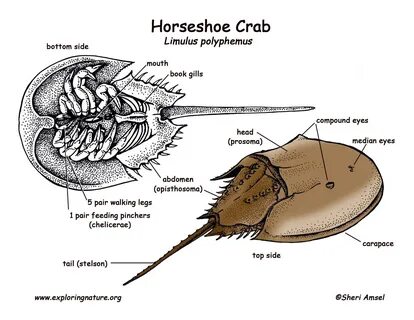 Bretak MF: 15+ Best New Labeled Horseshoe Crab Anatomy