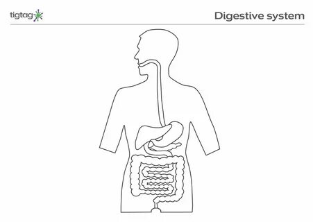 Simple Digestive System Diagram For Kids MJ Group