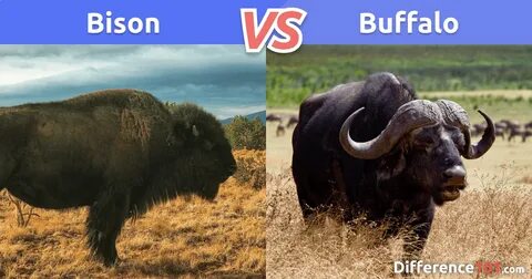 Bison vs. Buffalo Bison, Herbivorous animals, Buffalo