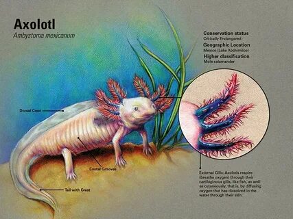 Почему аксолотль может всплывать на поверхность