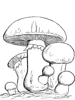 Mushrooms coloring pages. Download and print mushrooms color