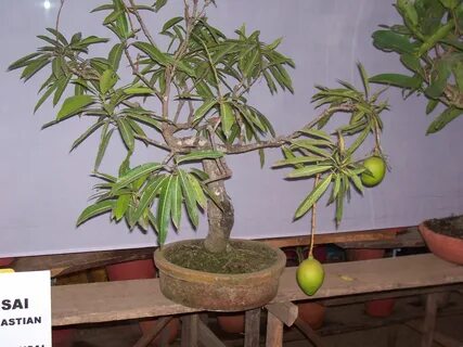 Как вырастить манго из косточки: проращивание в домашних усл
