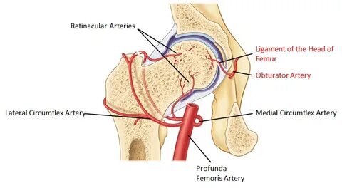 Hip Conditions - Andrew Dold, MD - Orthopedic Surgeon and Sp